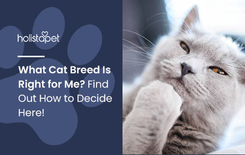 What Cat Breed is Right for Me: Find Your Perfect Feline Match