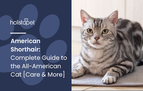 American Shorthair: Complete Guide to the All-American Cat [Care & More]