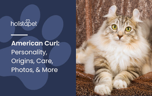 American Curl Cat: Personality, Origins, Care, Photos, & More