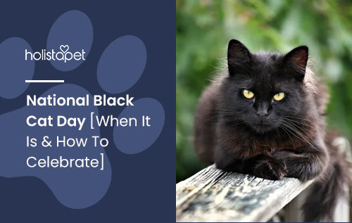 National Black Cat Day [When It Is & How To Celebrate]