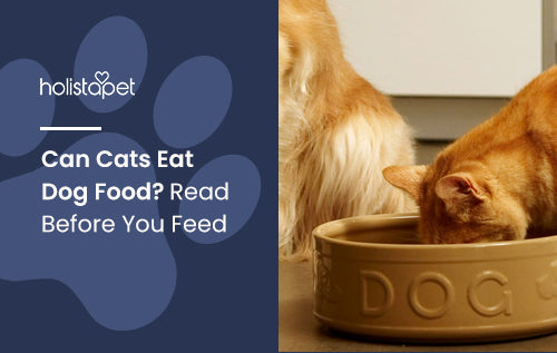 Can Cats Eat Dog Food? Read Before You Feed
