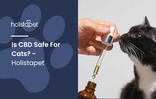 Is CBD Safe For Cats? - Holistapet