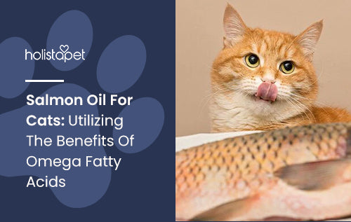 Salmon Oil For Cats: Utilizing The Benefits Of Omega Fatty Acids