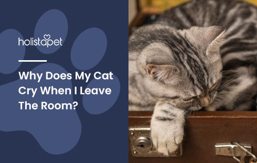 Why Does My Cat Cry When I Leave The Room? Is Your Cat Anxious?