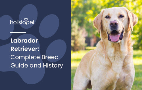 Labrador Retriever: Complete Breed Guide and History