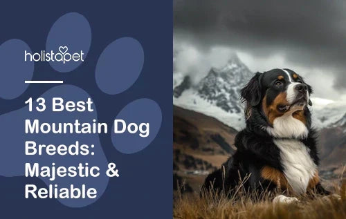 Top 13 Mountain Dog Breeds: Majestic & Reliable Canines