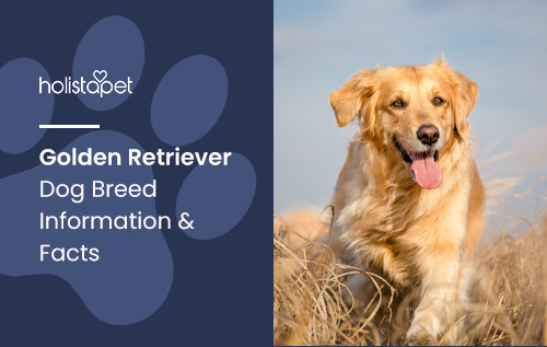 Golden Retriever Dog Breed Information & Facts