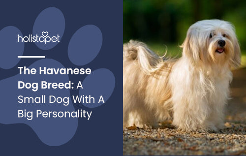 The Havanese Dog Breed: A Small Dog With A Big Personality