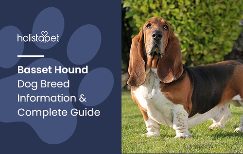 Basset Hound Dog Breed Information & Complete Guide