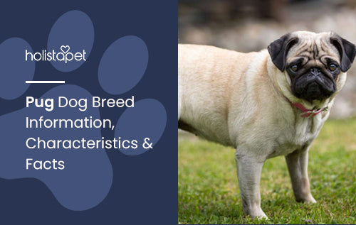 Pug Dog Breed Information, Characteristics & Facts