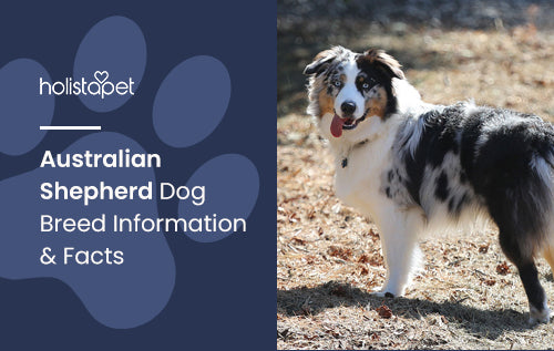 Australian Shepherd Dog Breed Information & Facts