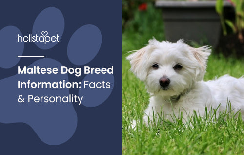 Maltese Dog Breed Information: Facts & Personality