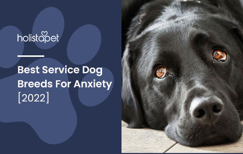 Best Service Dog Breeds For Anxiety [2022]