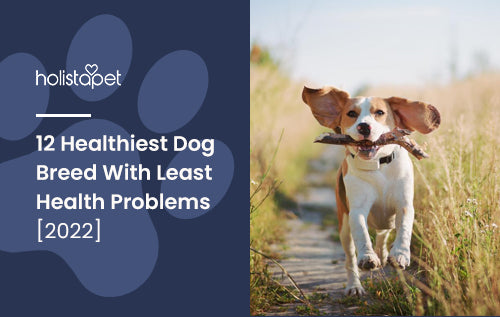 12 Healthiest Dog Breed With Least Health Problems [2022]