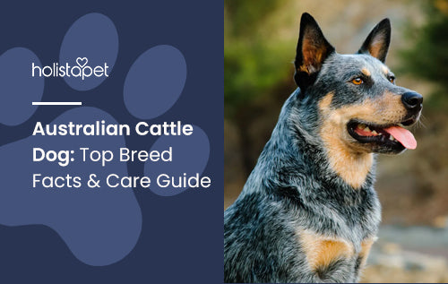 Australian Cattle Dog: Top Breed Facts & Care Guide