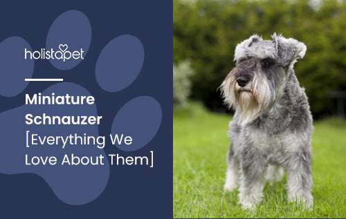 Miniature Schnauzer [Everything We Love About Them]