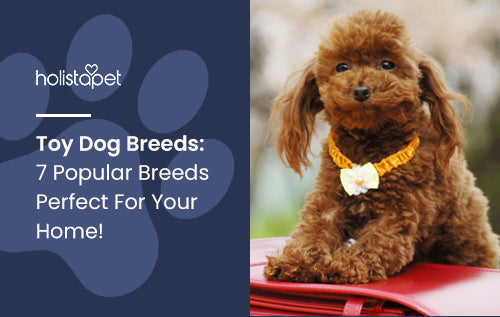 Toy Dog Breeds: 7 Popular Breeds Perfect For Your Home!
