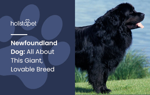 Newfoundland Dog: All About This Giant, Lovable Breed