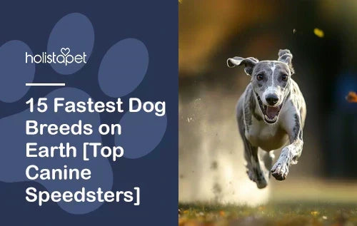 15 Fastest Dog Breeds on Earth [Top Canine Speedsters]