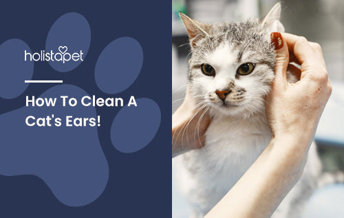 How To Clean A Cat's Ears! And Why CBD Is Great For Cats