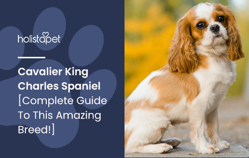 does the cavalier king charles spaniel bark