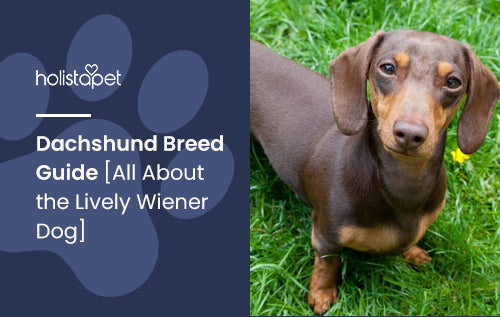 A weiner dog best sale