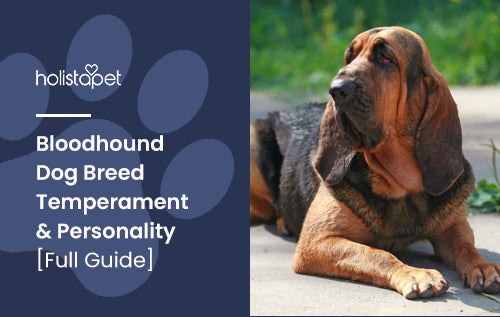 Bloodhound Dog Breed Temperament & Personality [Full Guide]