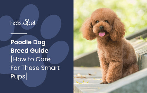Poodle Dog Breed Guide [How to Care For These Smart Pups]
