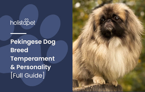 Pekingese Dog Breed Temperament & Personality [Full Guide]