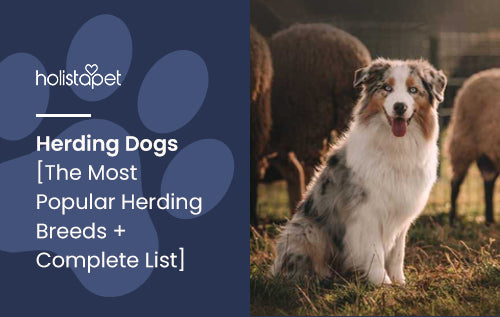 Herding Dogs [The Most Popular Herding Breeds + Complete List]