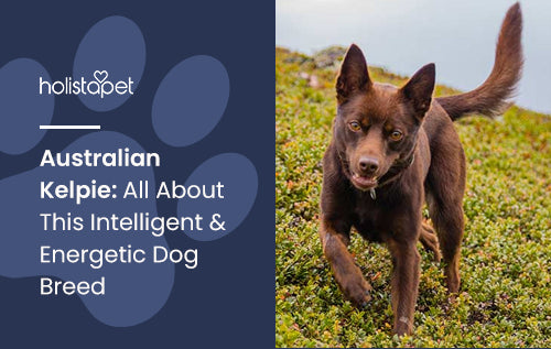 Australian Kelpie: All About This Intelligent & Energetic Dog Breed