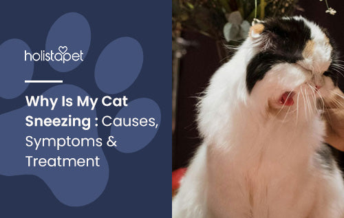 Why Is My Cat Sneezing : Causes, Symptoms & Treatment