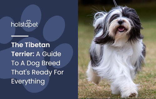 The Tibetan Terrier: A Guide To A Dog Breed That's Ready For Everything