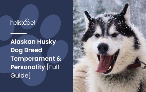 Alaskan Husky Dog Breed Temperament & Personality [Full Guide]