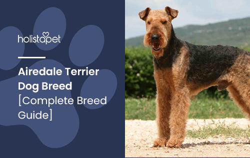 Airedale Terrier Dog Breed [Complete Breed Guide]