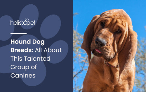 Hound Dog Breeds: All About This Talented Group of Canines