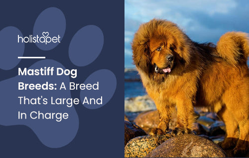 Mastiff Dog Breeds: A Breed That's Large And In Charge