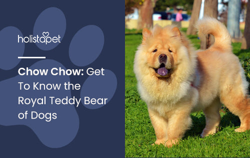Chow Chow: Get To Know the Royal Teddy Bear of Dogs