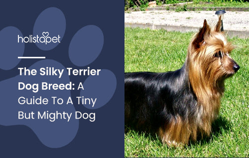 The Silky Terrier Dog Breed: A Guide To A Tiny But Mighty Dog
