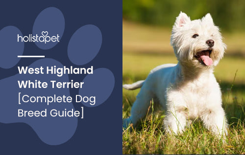 West Highland White Terrier [Complete Dog Breed Guide]