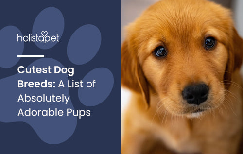 Shops list of cute dog breeds