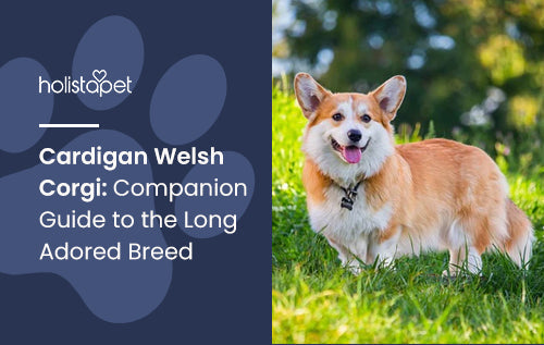 Cardigan Welsh Corgi: Companion Guide to the Long Adored Breed