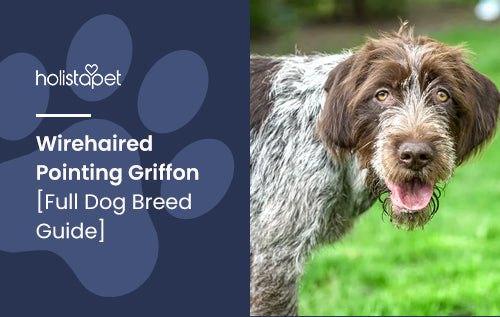 Wirehaired Pointing Griffon [Full Dog Breed Guide]