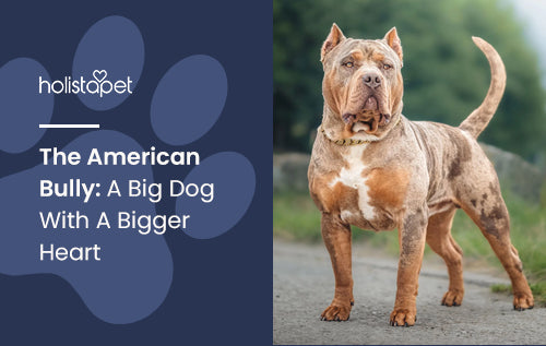 The American Bully: A Big Dog With A Bigger Heart