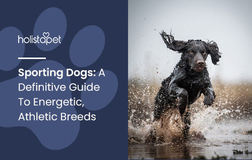 Sporting Dogs: A Definitive Guide To Energetic, Athletic Breeds