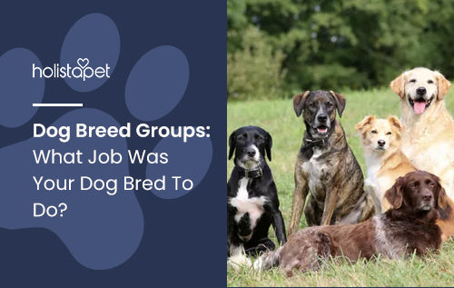 Dog Breed Groups: What Job Was Your Dog Bred To Do?
