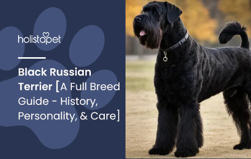 Black Russian Terrier [A Full Breed Guide - History, Personality, & Care]