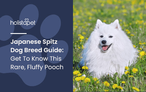Japanese Spitz Dog Breed Guide: Get To Know This Rare, Fluffy Pooch