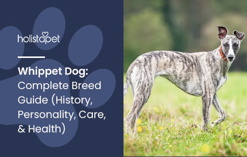 Whippet Dog: Complete Breed Guide (History, Personality, Care, & Health)
