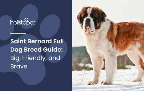 Types of shops saint bernards